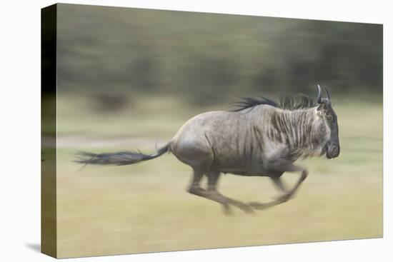 Blue Wildebeest (Connochaetes Taurinus) Running, Masai Mara, Kenya-Wim van den Heever-Stretched Canvas