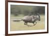 Blue Wildebeest (Connochaetes Taurinus) Running, Masai Mara, Kenya-Wim van den Heever-Framed Photographic Print