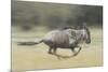 Blue Wildebeest (Connochaetes Taurinus) Running, Masai Mara, Kenya-Wim van den Heever-Mounted Photographic Print
