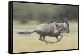 Blue Wildebeest (Connochaetes Taurinus) Running, Masai Mara, Kenya-Wim van den Heever-Framed Stretched Canvas