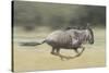 Blue Wildebeest (Connochaetes Taurinus) Running, Masai Mara, Kenya-Wim van den Heever-Stretched Canvas