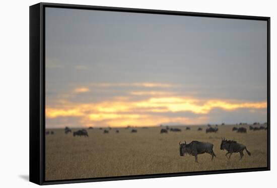 Blue Wildebeest (Connochaetus taurinus) adult and immature, running near herd, Masai Mara-Shem Compion-Framed Stretched Canvas