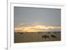 Blue Wildebeest (Connochaetus taurinus) adult and immature, running near herd, Masai Mara-Shem Compion-Framed Photographic Print