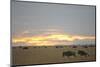 Blue Wildebeest (Connochaetus taurinus) adult and immature, running near herd, Masai Mara-Shem Compion-Mounted Photographic Print