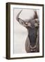 Blue Wildebeest (Connochaetus taurinus) adult, close-up of head, Kalahari, South Africa-Andrew Forsyth-Framed Photographic Print