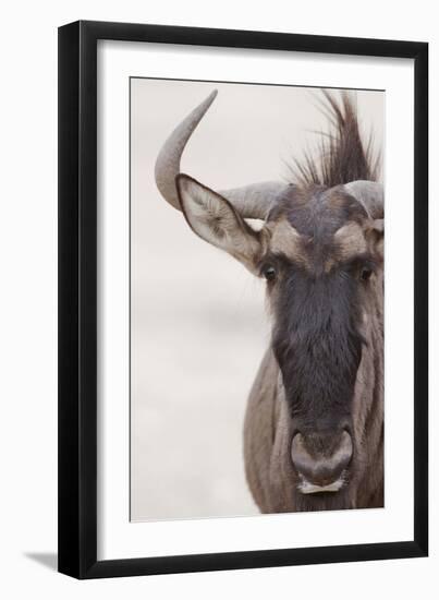 Blue Wildebeest (Connochaetus taurinus) adult, close-up of head, Kalahari, South Africa-Andrew Forsyth-Framed Photographic Print