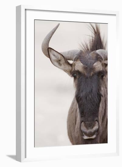 Blue Wildebeest (Connochaetus taurinus) adult, close-up of head, Kalahari, South Africa-Andrew Forsyth-Framed Photographic Print