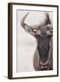 Blue Wildebeest (Connochaetus taurinus) adult, close-up of head, Kalahari, South Africa-Andrew Forsyth-Framed Photographic Print