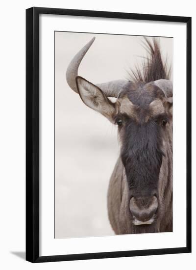 Blue Wildebeest (Connochaetus taurinus) adult, close-up of head, Kalahari, South Africa-Andrew Forsyth-Framed Photographic Print