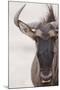 Blue Wildebeest (Connochaetus taurinus) adult, close-up of head, Kalahari, South Africa-Andrew Forsyth-Mounted Photographic Print