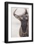 Blue Wildebeest (Connochaetus taurinus) adult, close-up of head, Kalahari, South Africa-Andrew Forsyth-Framed Photographic Print