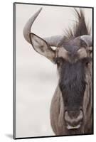 Blue Wildebeest (Connochaetus taurinus) adult, close-up of head, Kalahari, South Africa-Andrew Forsyth-Mounted Photographic Print