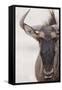 Blue Wildebeest (Connochaetus taurinus) adult, close-up of head, Kalahari, South Africa-Andrew Forsyth-Framed Stretched Canvas