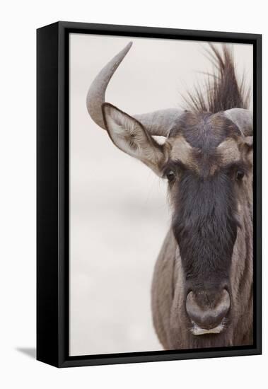 Blue Wildebeest (Connochaetus taurinus) adult, close-up of head, Kalahari, South Africa-Andrew Forsyth-Framed Stretched Canvas