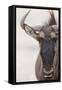 Blue Wildebeest (Connochaetus taurinus) adult, close-up of head, Kalahari, South Africa-Andrew Forsyth-Framed Stretched Canvas