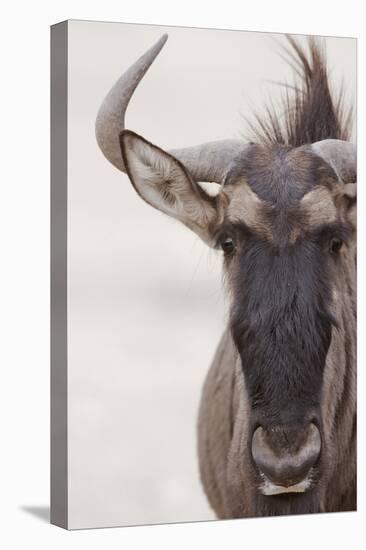 Blue Wildebeest (Connochaetus taurinus) adult, close-up of head, Kalahari, South Africa-Andrew Forsyth-Stretched Canvas