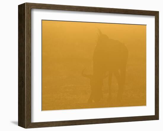 Blue Wildebeest (Connochaetus taurinus) adult, grazing, backlit in glow at sunset, Etosha-Shem Compion-Framed Photographic Print