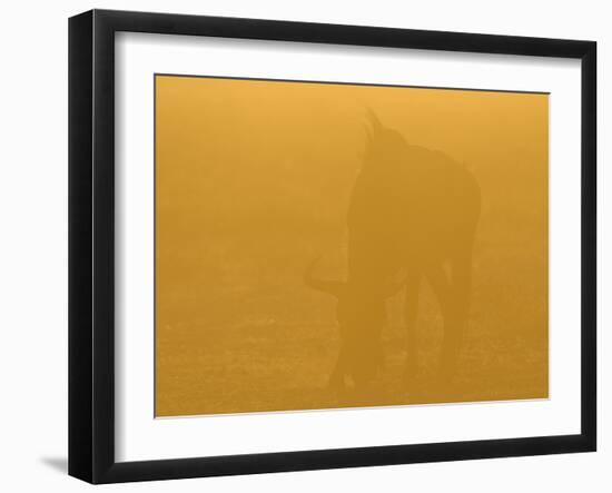 Blue Wildebeest (Connochaetus taurinus) adult, grazing, backlit in glow at sunset, Etosha-Shem Compion-Framed Photographic Print