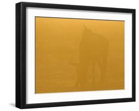 Blue Wildebeest (Connochaetus taurinus) adult, grazing, backlit in glow at sunset, Etosha-Shem Compion-Framed Photographic Print