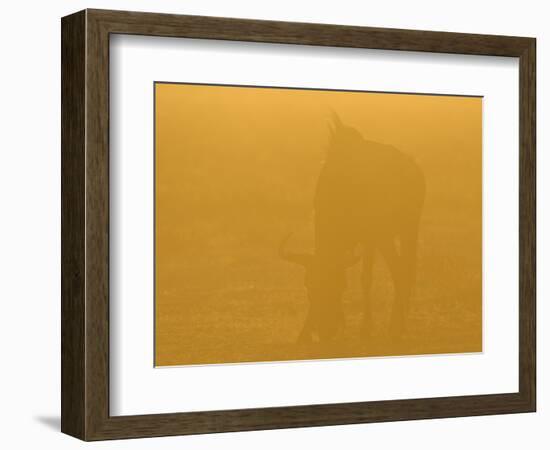 Blue Wildebeest (Connochaetus taurinus) adult, grazing, backlit in glow at sunset, Etosha-Shem Compion-Framed Photographic Print