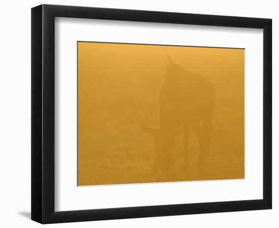 Blue Wildebeest (Connochaetus taurinus) adult, grazing, backlit in glow at sunset, Etosha-Shem Compion-Framed Photographic Print