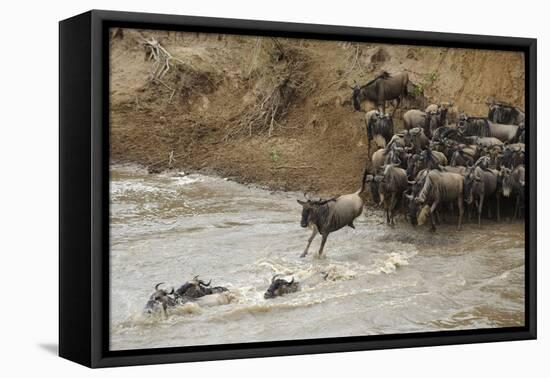 Blue Wildebeest (Connochaetus taurinus) herd, at river crossing on migration, Entim, Masai Mara-Shem Compion-Framed Stretched Canvas