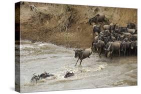 Blue Wildebeest (Connochaetus taurinus) herd, at river crossing on migration, Entim, Masai Mara-Shem Compion-Stretched Canvas