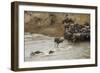 Blue Wildebeest (Connochaetus taurinus) herd, at river crossing on migration, Entim, Masai Mara-Shem Compion-Framed Photographic Print