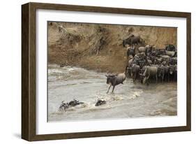 Blue Wildebeest (Connochaetus taurinus) herd, at river crossing on migration, Entim, Masai Mara-Shem Compion-Framed Photographic Print