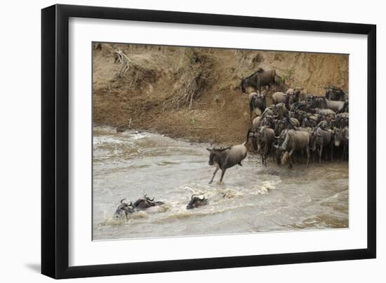 Blue Wildebeest (Connochaetus taurinus) herd, at river crossing on migration, Entim, Masai Mara-Shem Compion-Framed Photographic Print