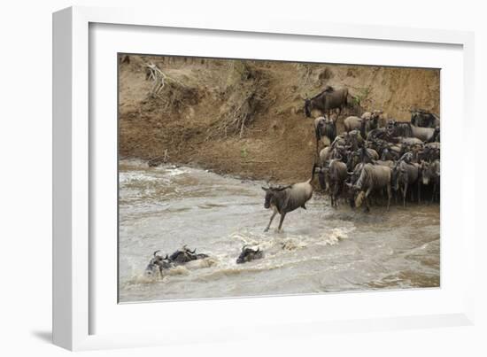 Blue Wildebeest (Connochaetus taurinus) herd, at river crossing on migration, Entim, Masai Mara-Shem Compion-Framed Photographic Print