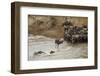 Blue Wildebeest (Connochaetus taurinus) herd, at river crossing on migration, Entim, Masai Mara-Shem Compion-Framed Photographic Print