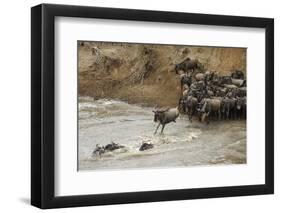 Blue Wildebeest (Connochaetus taurinus) herd, at river crossing on migration, Entim, Masai Mara-Shem Compion-Framed Photographic Print