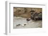 Blue Wildebeest (Connochaetus taurinus) herd, at river crossing on migration, Entim, Masai Mara-Shem Compion-Framed Photographic Print