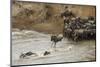 Blue Wildebeest (Connochaetus taurinus) herd, at river crossing on migration, Entim, Masai Mara-Shem Compion-Mounted Photographic Print