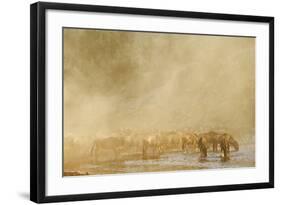 Blue Wildebeest (Connochaetus taurinus) herd, drinking, Masai Mara-Shem Compion-Framed Photographic Print