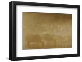 Blue Wildebeest (Connochaetus taurinus) herd, drinking, Masai Mara-Shem Compion-Framed Photographic Print