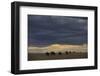 Blue Wildebeest (Connochaetus taurinus) herd, Kenya-Shem Compion-Framed Photographic Print