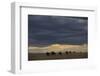 Blue Wildebeest (Connochaetus taurinus) herd, Kenya-Shem Compion-Framed Photographic Print