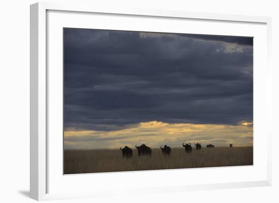 Blue Wildebeest (Connochaetus taurinus) herd, Kenya-Shem Compion-Framed Photographic Print