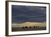 Blue Wildebeest (Connochaetus taurinus) herd, Kenya-Shem Compion-Framed Photographic Print