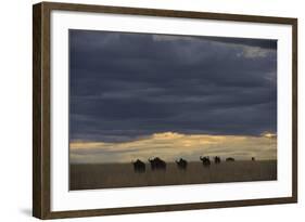 Blue Wildebeest (Connochaetus taurinus) herd, Kenya-Shem Compion-Framed Photographic Print