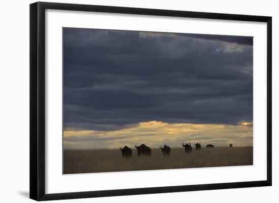 Blue Wildebeest (Connochaetus taurinus) herd, Kenya-Shem Compion-Framed Photographic Print