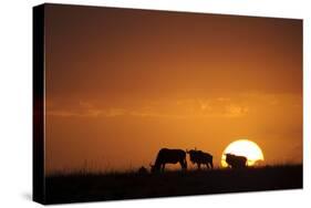 Blue Wildebeest (Connochaetus taurinus) herd, silhouetted on plain at sunrise, Masai Mara, Kenya-Shem Compion-Stretched Canvas