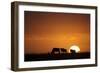 Blue Wildebeest (Connochaetus taurinus) herd, silhouetted on plain at sunrise, Masai Mara, Kenya-Shem Compion-Framed Photographic Print