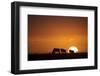 Blue Wildebeest (Connochaetus taurinus) herd, silhouetted on plain at sunrise, Masai Mara, Kenya-Shem Compion-Framed Photographic Print