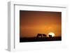 Blue Wildebeest (Connochaetus taurinus) herd, silhouetted on plain at sunrise, Masai Mara, Kenya-Shem Compion-Framed Photographic Print