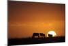 Blue Wildebeest (Connochaetus taurinus) herd, silhouetted on plain at sunrise, Masai Mara, Kenya-Shem Compion-Mounted Photographic Print