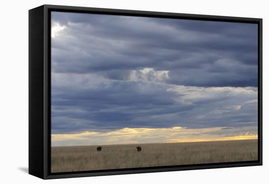 Blue Wildebeest (Connochaetus taurinus) two adults, Kenya-Shem Compion-Framed Stretched Canvas