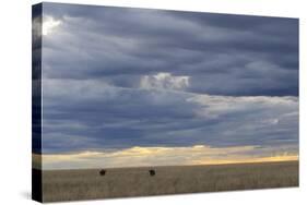 Blue Wildebeest (Connochaetus taurinus) two adults, Kenya-Shem Compion-Stretched Canvas